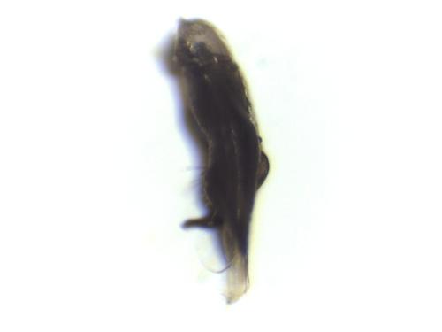 Hylaeus sp.